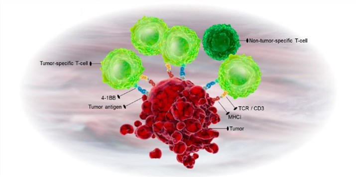Tumor-targeting bispecific immunomodulators.
