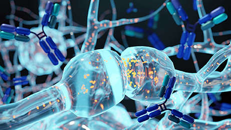 Diagram showing antibody humanization and optimization process.
