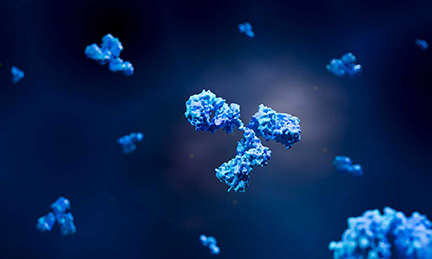 IgG Fab fragment structure