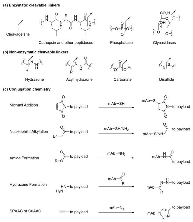 Fig.2 Diverse linkers in ADC therapeutics. (OA Literature)