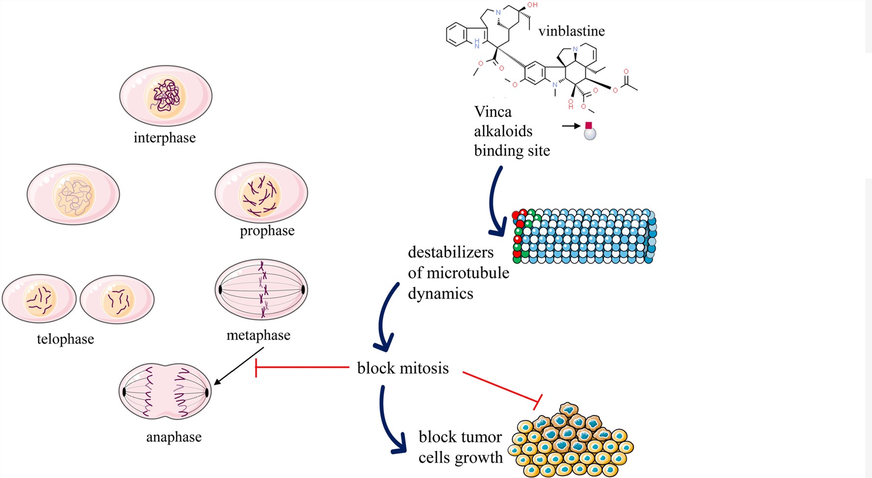 Fig.2 Summarized scheme with anticancer mechanisms of Vinca alkaloids.