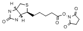 Biotin-NHS ester