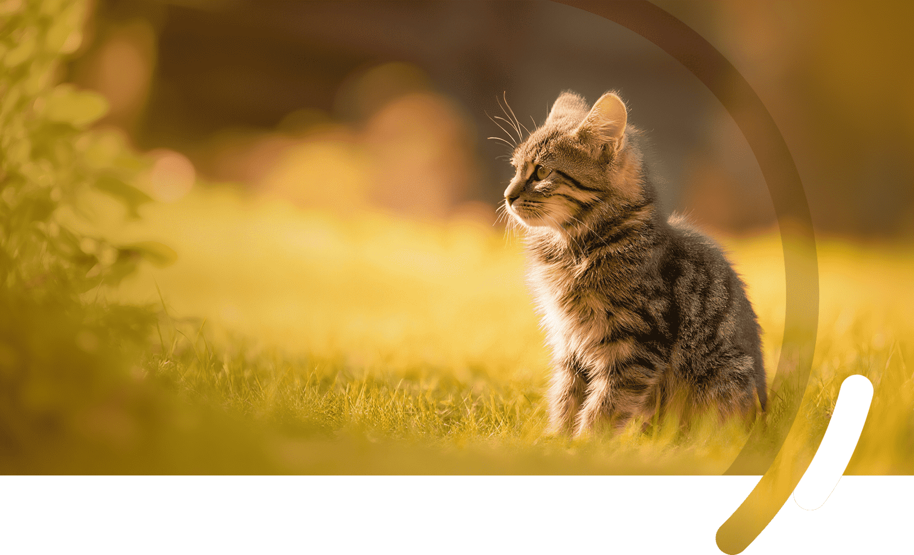 Targeting Key Diseases to Improve Pet Lives