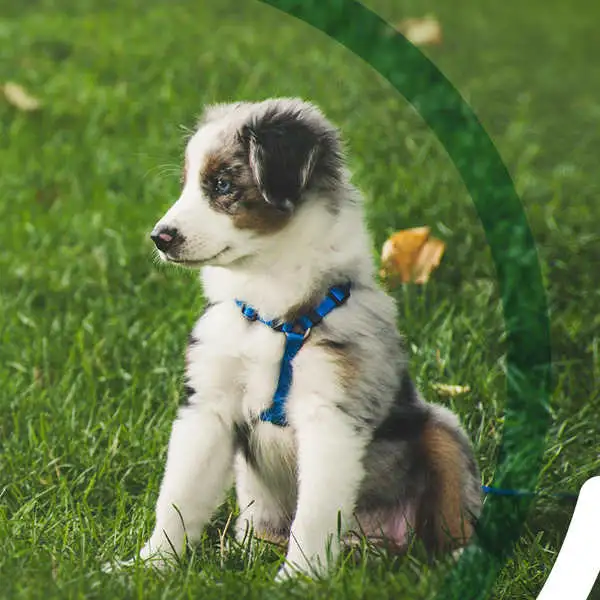 Advancing Biological Therapies for Companion Animals
