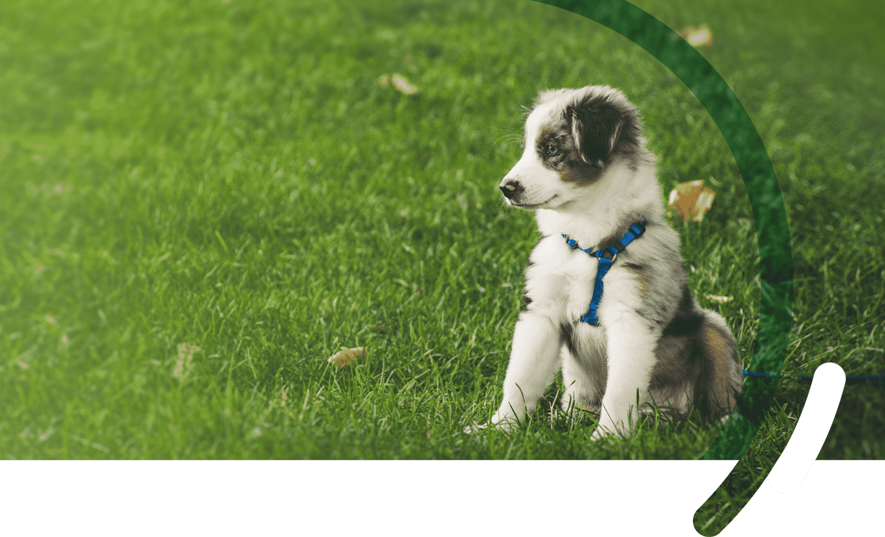 Advancing Biological Therapies for Companion Animals