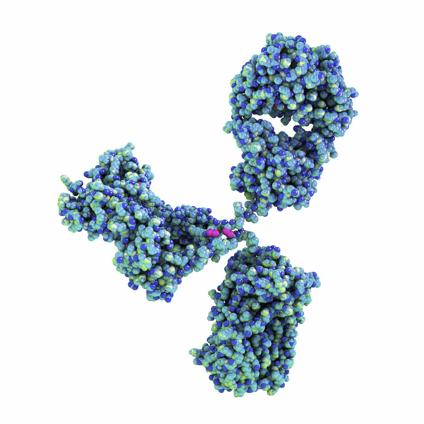 Phage Display Library for Pet Antibody Screening. (Creative Biolabs Authorized)