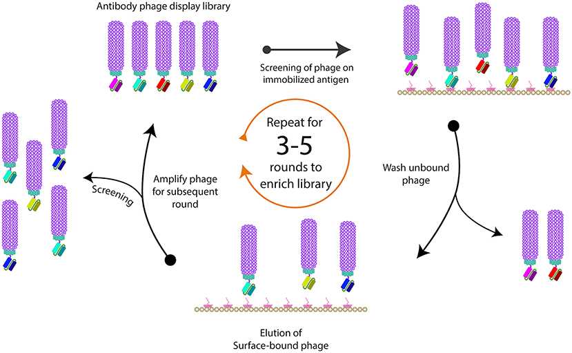 Scheme of phage biopanning. (Alfaleh, et al., 2020) (OA Literature)