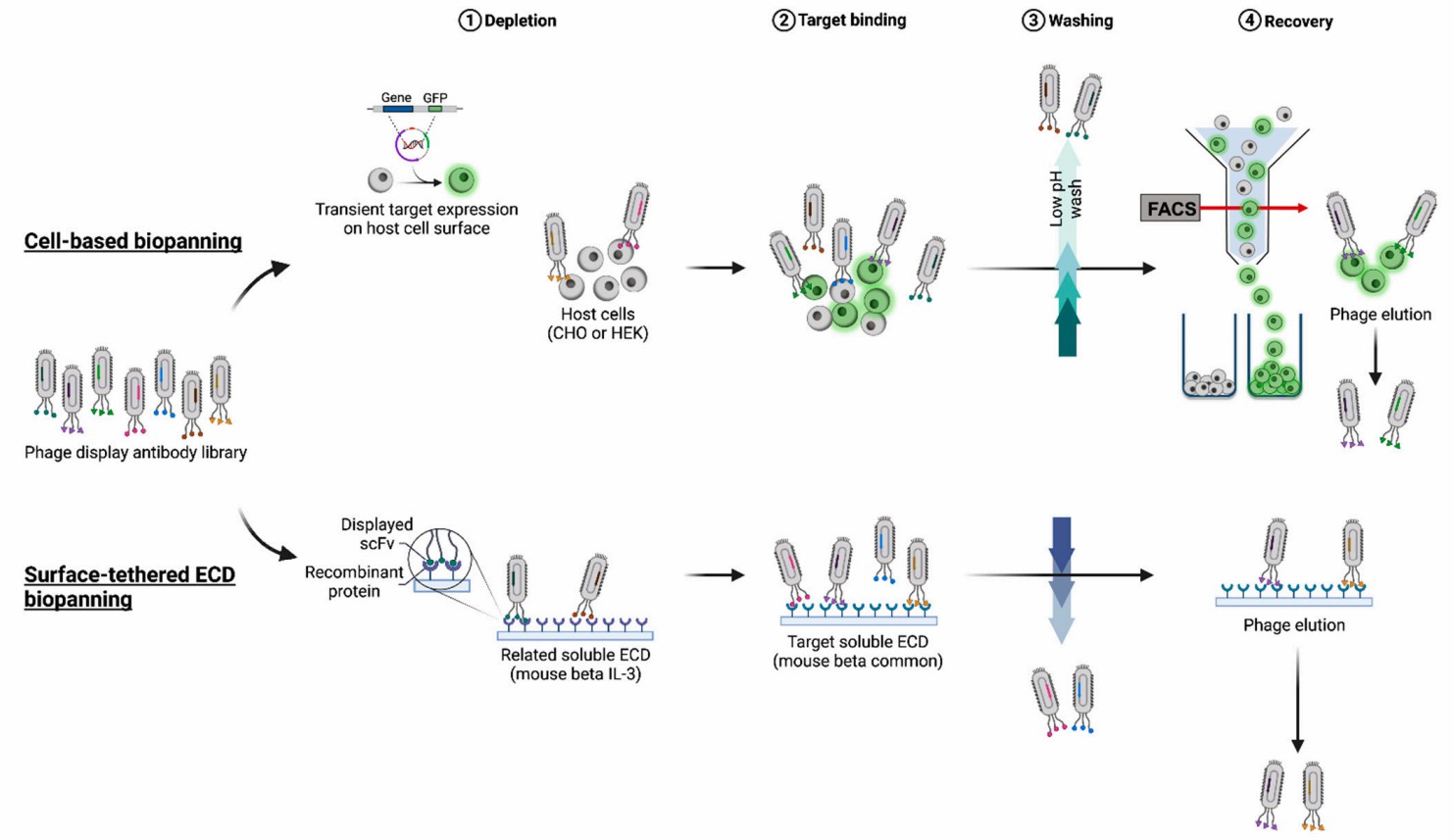 Phage biopanning. (Panagides, et al., 2022) (OA Literature)
