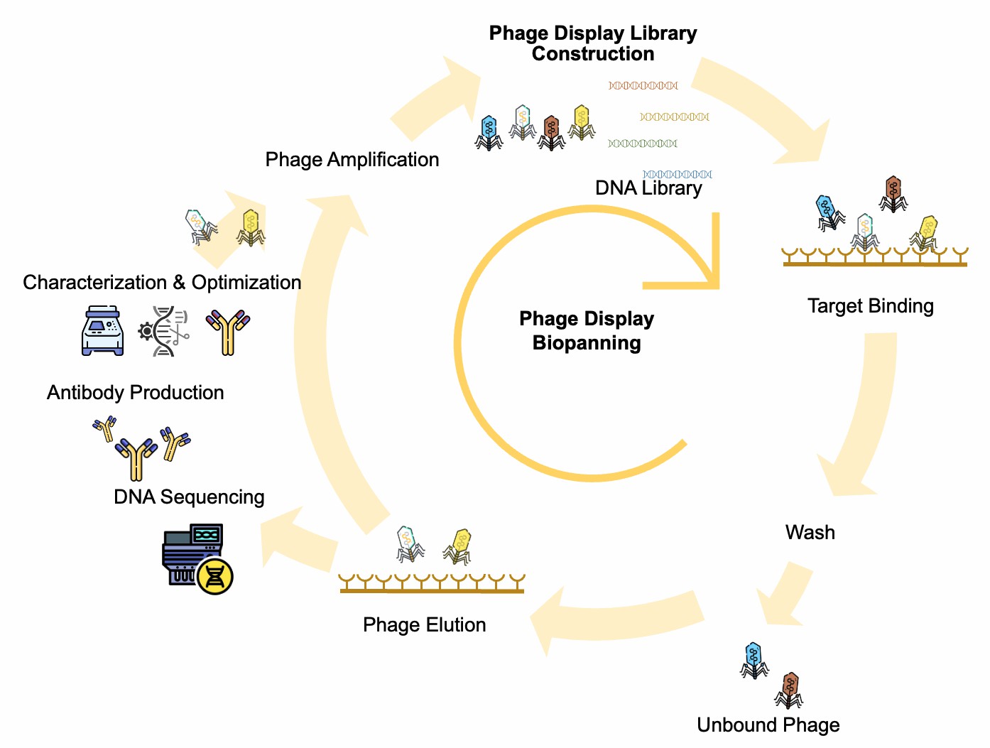 Creative Biolabs phage display antibody discovery workflow from library construction through lead delivery