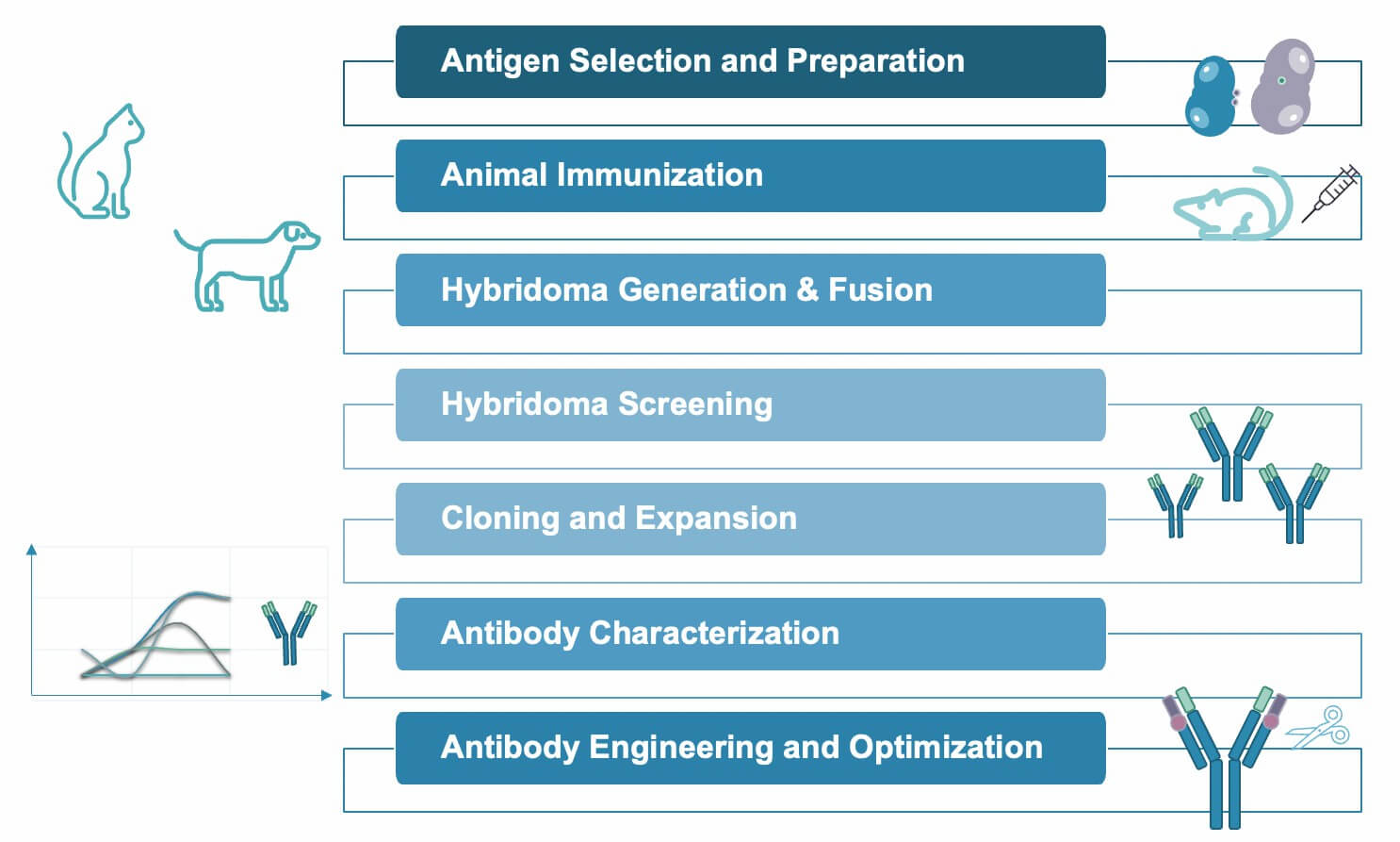 Hybridoma based pet antibody discovery workflow from antigen strategy to engineered lead antibody