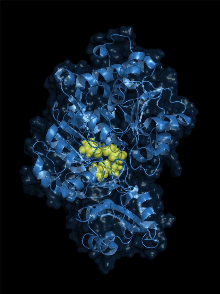 (Creative Biolabs Authorized)