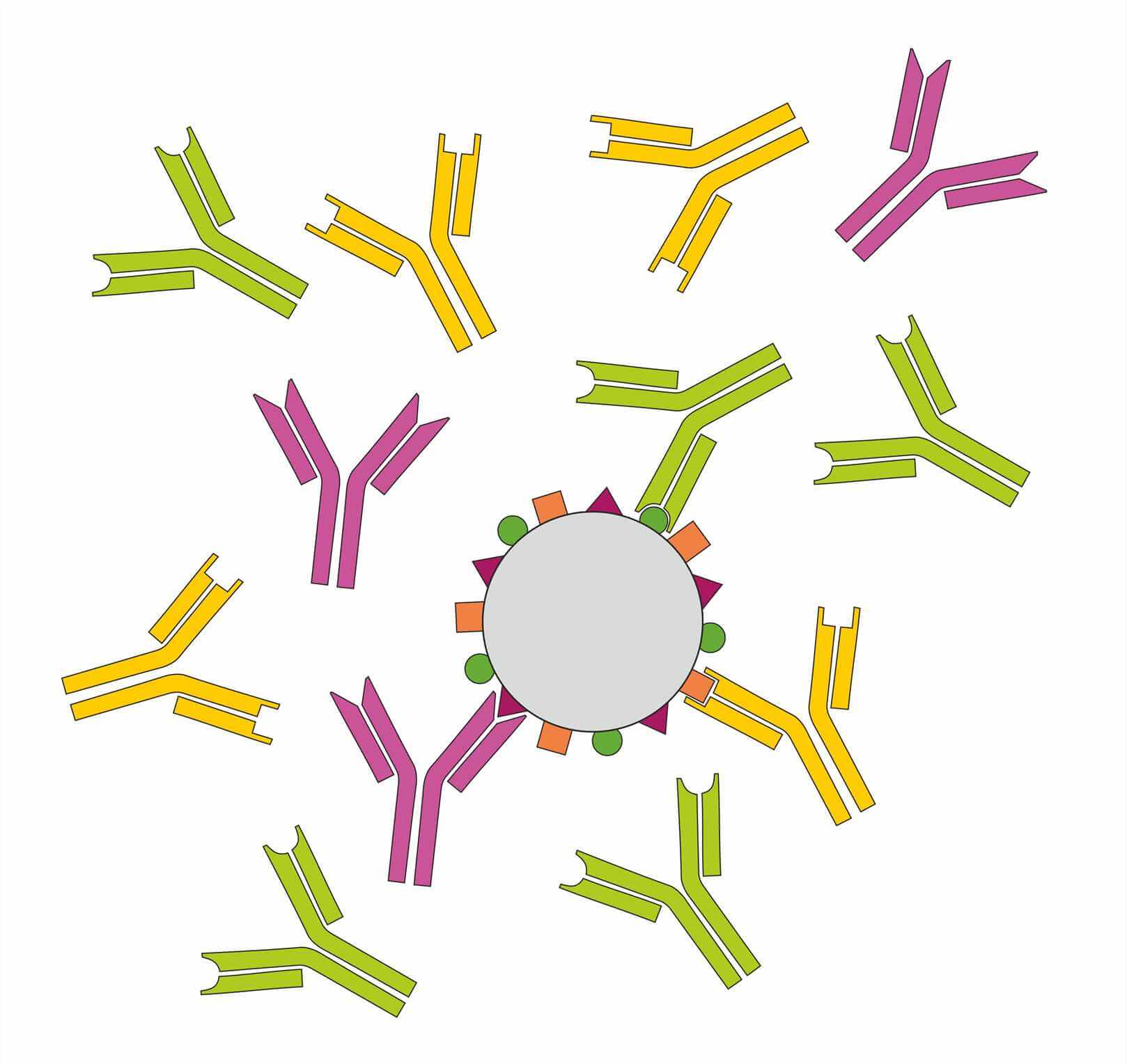 HTS Antibody Target Screening (Creative Biolabs Authorized)