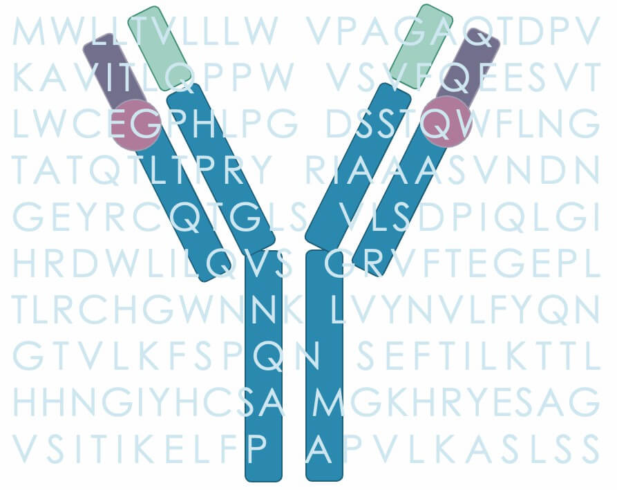 Antibody Sequencing. (Creative Biolabs Original)