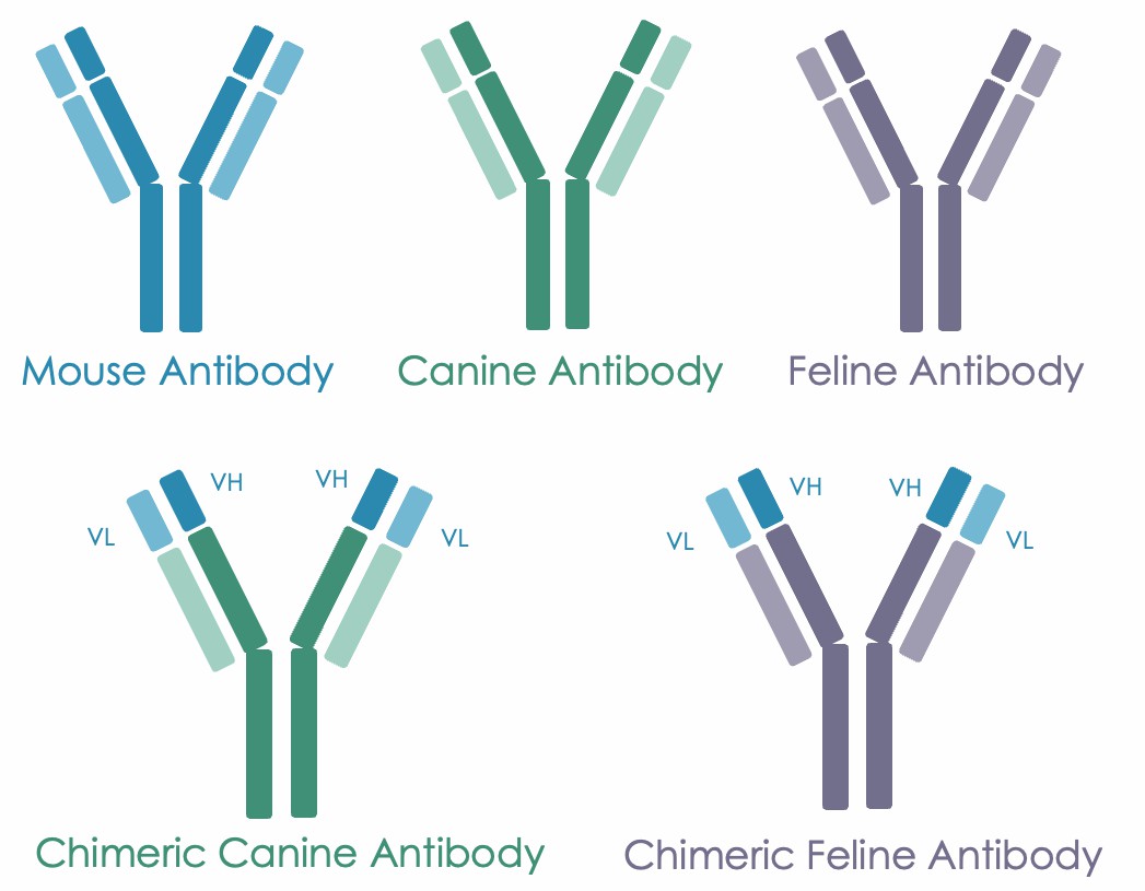 Antibody chimerization concept for veterinary biologics engineering