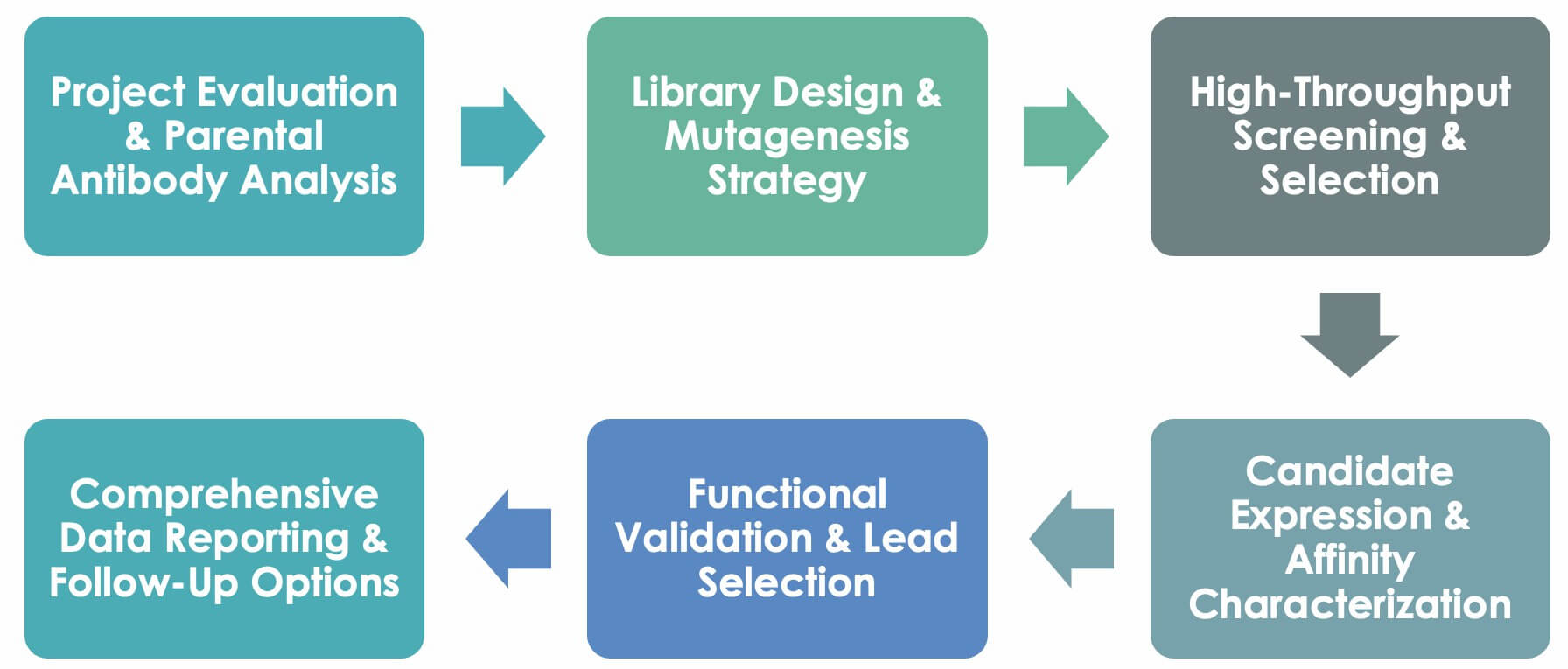 Antibody Affinity Maturation Workflow. (Creative Biolabs Original)