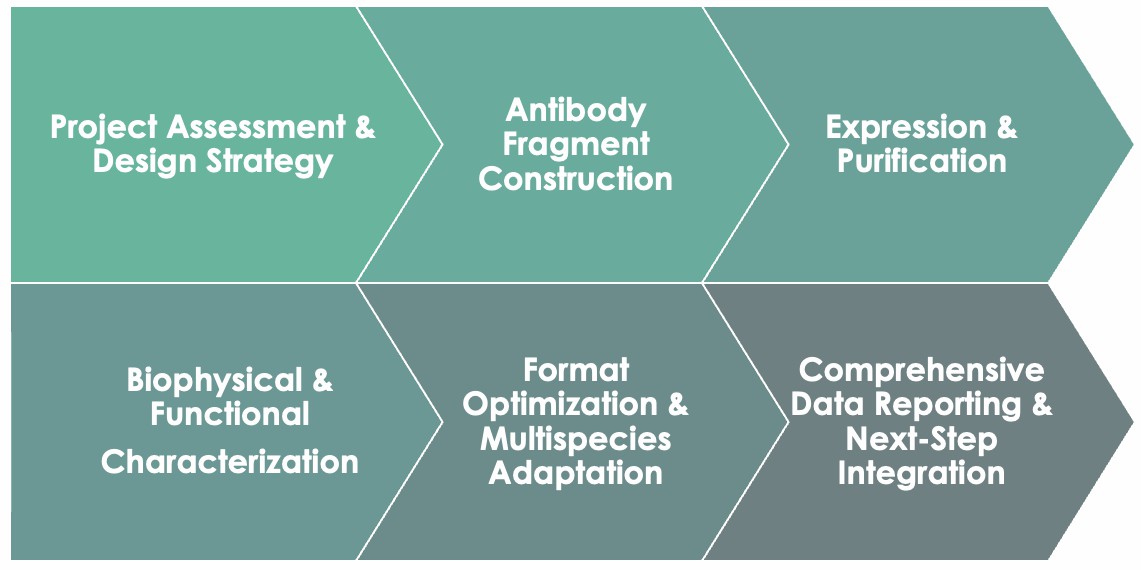 Antibody Fragment Engineering Workflow. (Creative Biolabs Original)