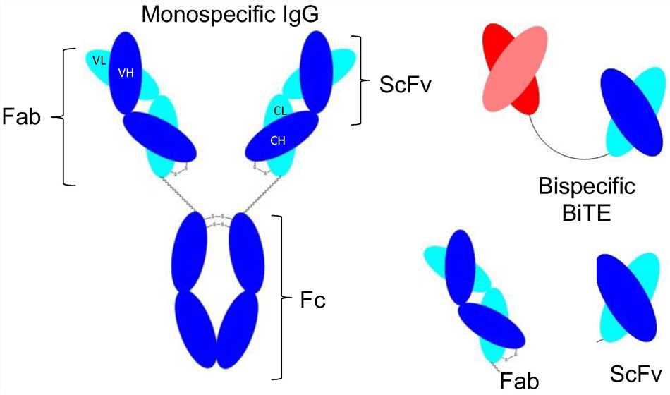 Structure of Monospecific Antibody Fragments. (Pirkalkhoran et al., 2023) (OA Literature)