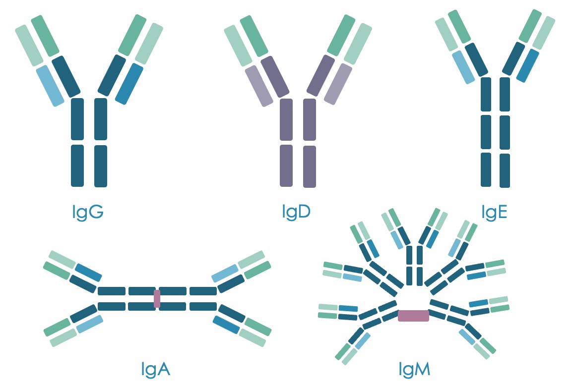 Antibody Isotypes. (Creative Biolabs Original)