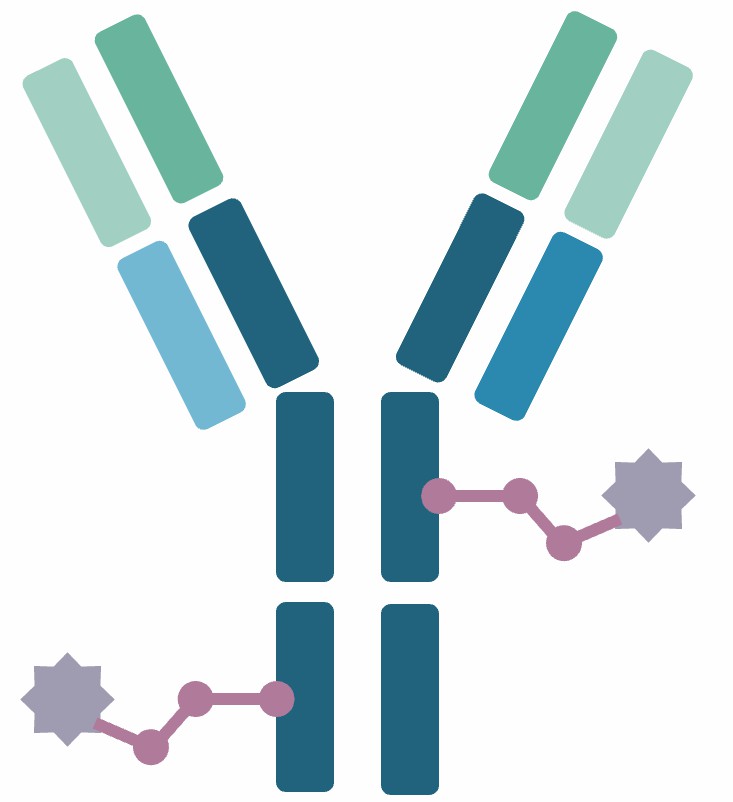 Antibody-Drug Conjugates. (Creative Biolabs Original)