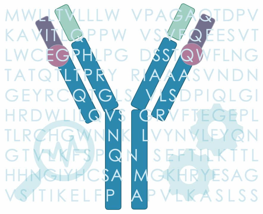 Veterinary antibody engineering service illustration for canine and feline antibody optimization