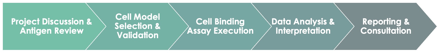 Pet Antibody In Vitro Evaluation Service Workflow. (Creative Biolabs Original)
