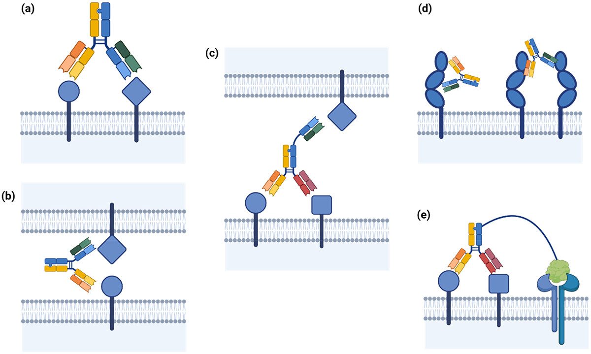 Binding Modes of Antibodies (Lodge, et al., 2015) (OA Literature)