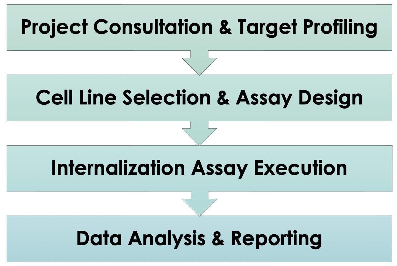 Pet Antibody Internalization Evaluation Service Workflow. (Creative Biolabs Original)