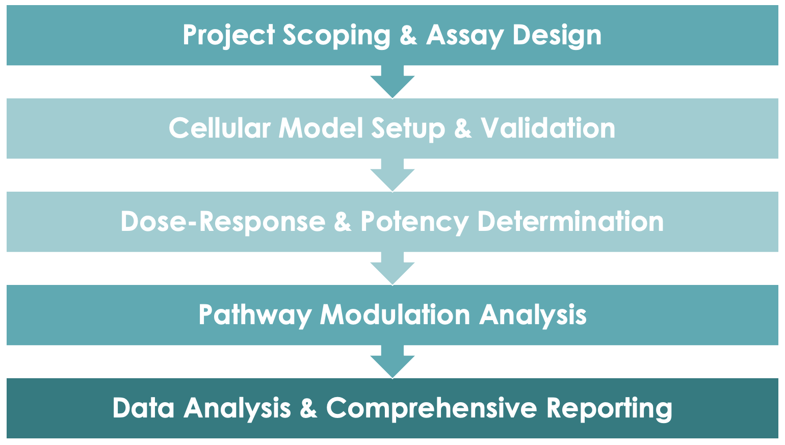 Pet Antibody Cell Signaling Pathway Evaluation Service Workflow. (Creative Biolabs Original)