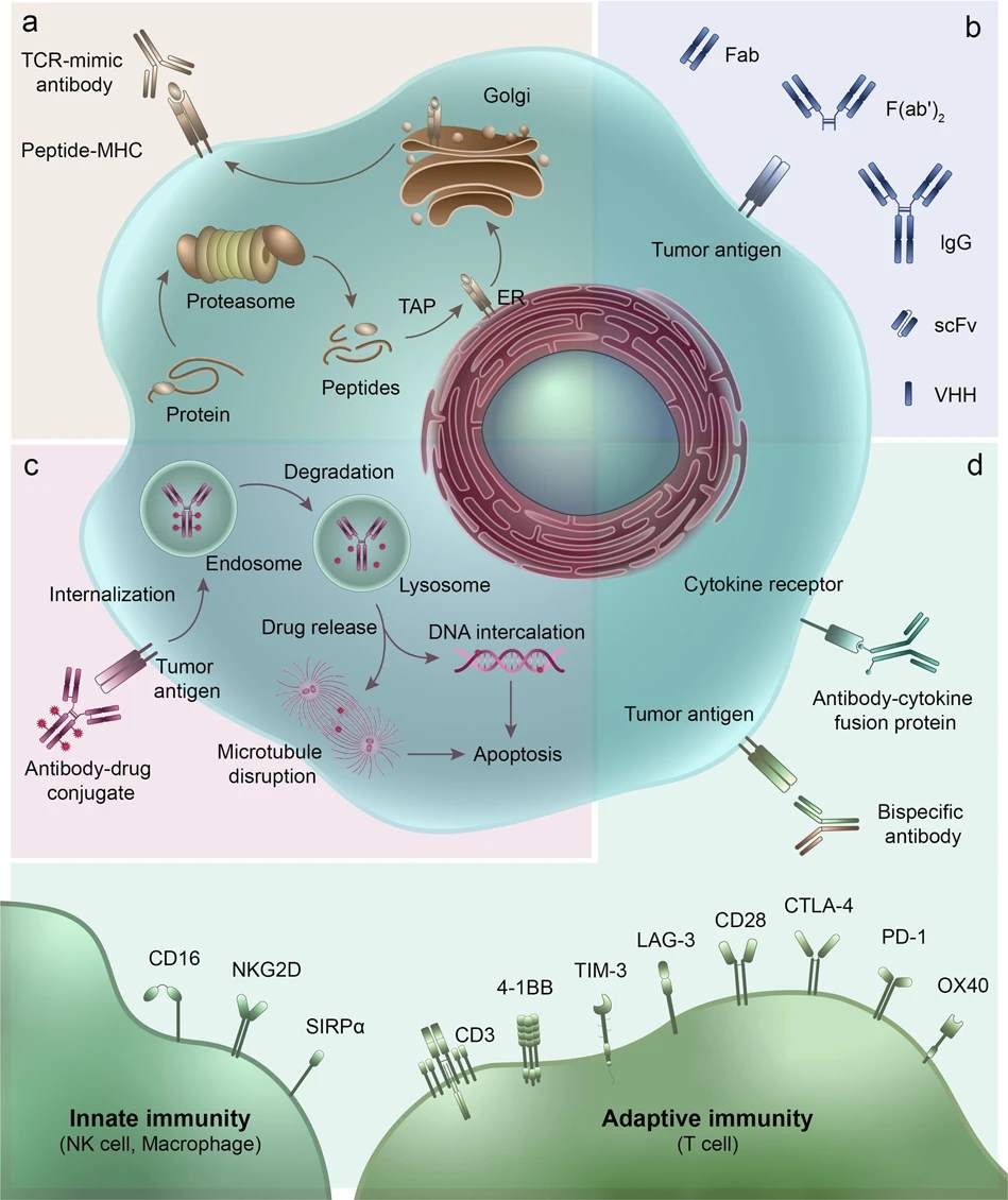 Therapeutic antibodies cell signaling pathways. (Jin, et al., 2022) (OA Literature)