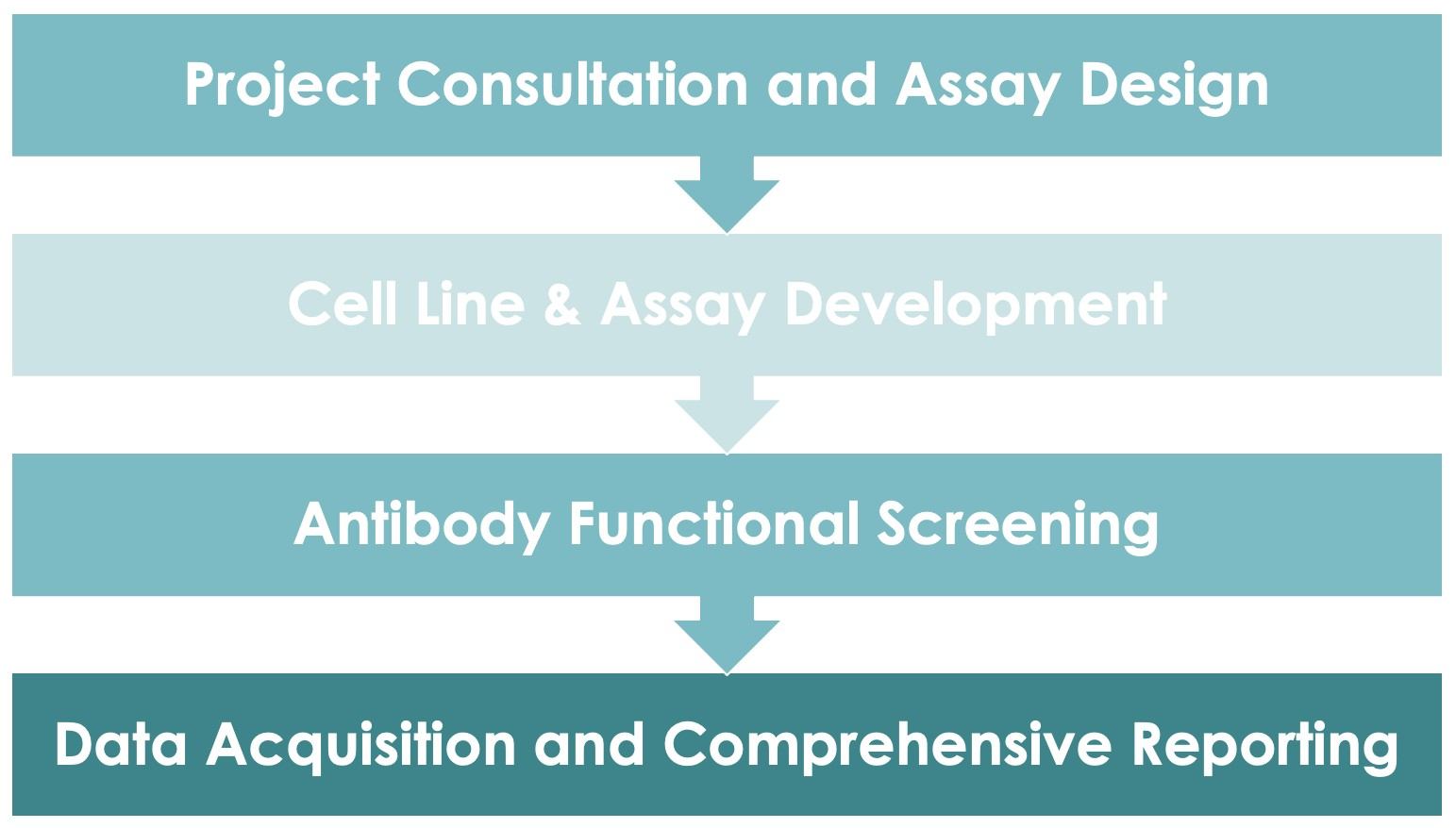 Discover Our Antibody Cell-based Function Evaluation Service. (Creative Biolabs Original)