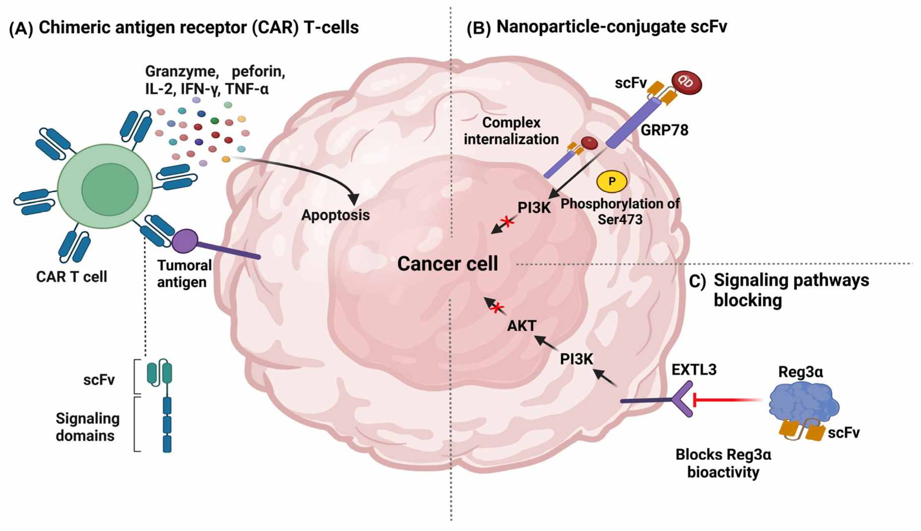 MOA of scFv in cancer therapy. (Rodríguez-Nava, et al., 2023) (OA Literature)