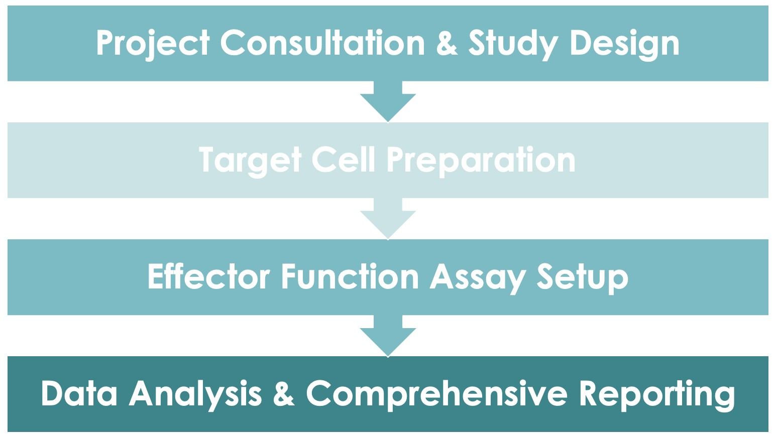 Antibody Fc Effector Function Evaluation Service Workflow. (Creative Biolabs Original). 