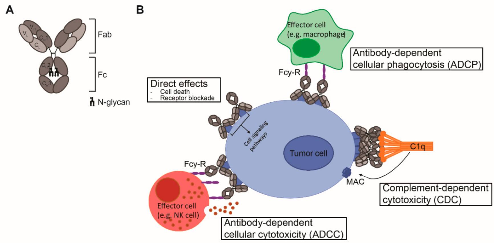 Fc-Effector Functions. (van der Horst, et al., 2020) (OA Literature)