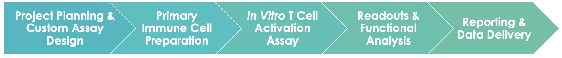 Antibody T Cell Activation Service Workflow. (Creative Biolabs Original)