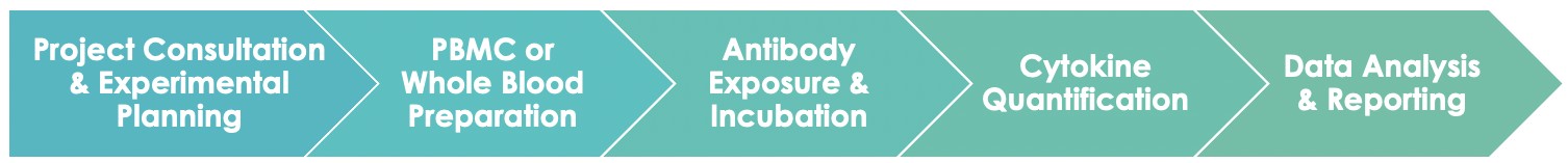 Antibody Cytokine Release Assay Service Workflow. (Creative Biolabs Original)