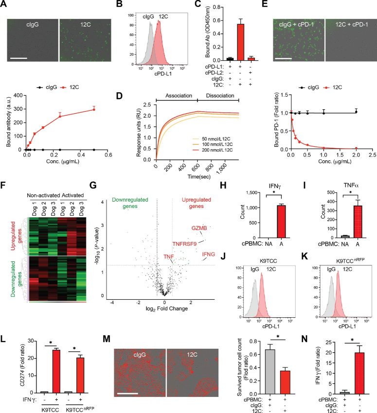 Evaluation of the caninized cPD-L1 chimeric antibody. (Oh, et al., 2023) (OA Literature)