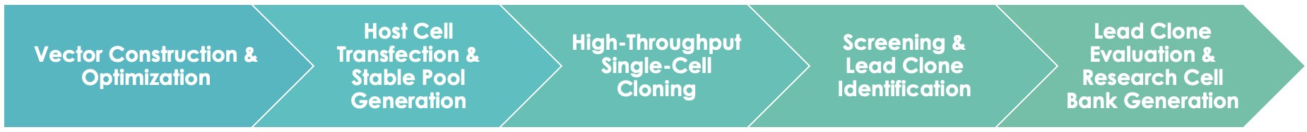 Antibody Cell Line Development Workflow. (Creative Biolabs Original)