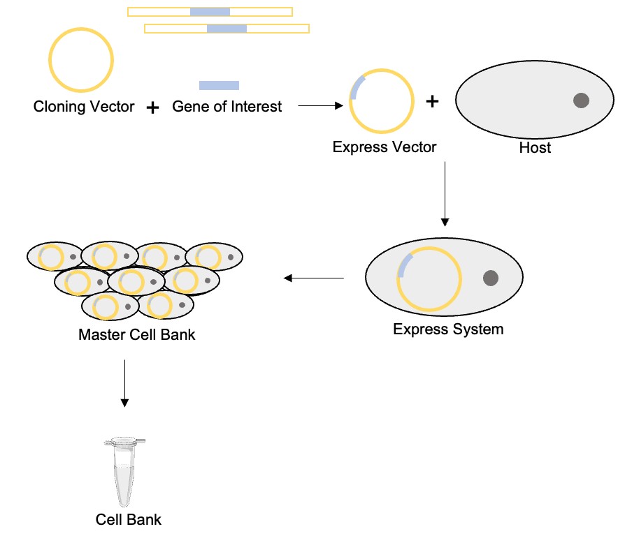 Cell Line Development. (Creative Biolabs Original)
