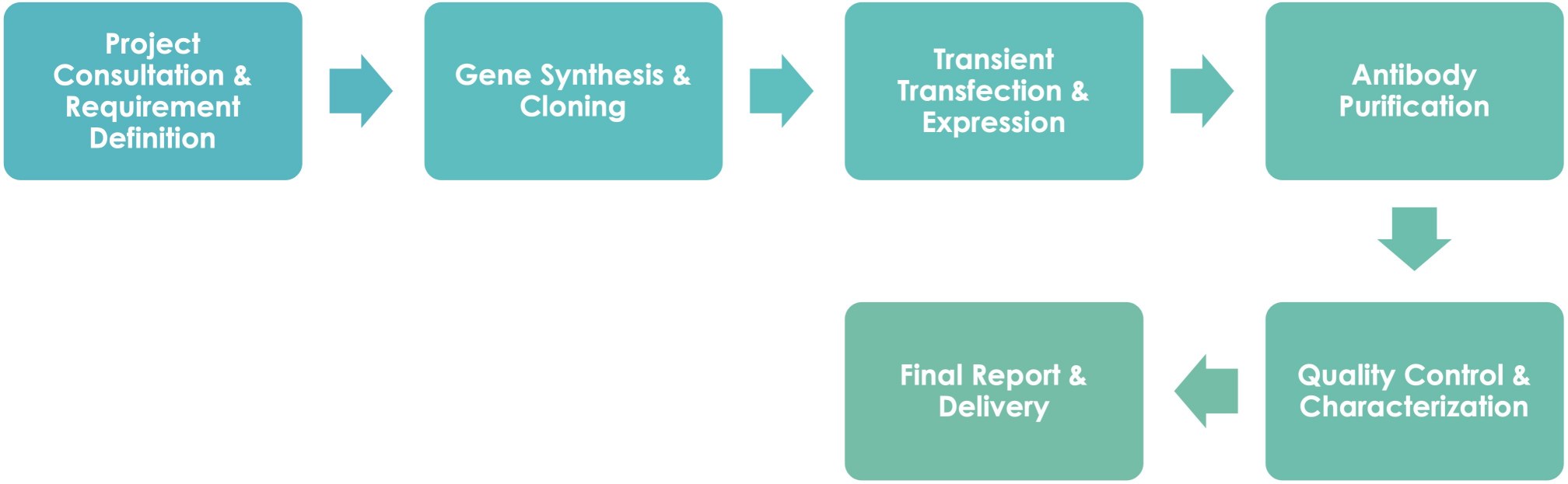 Antibody Non-GMP Production Service Workflow. (Creative Biolabs Original)