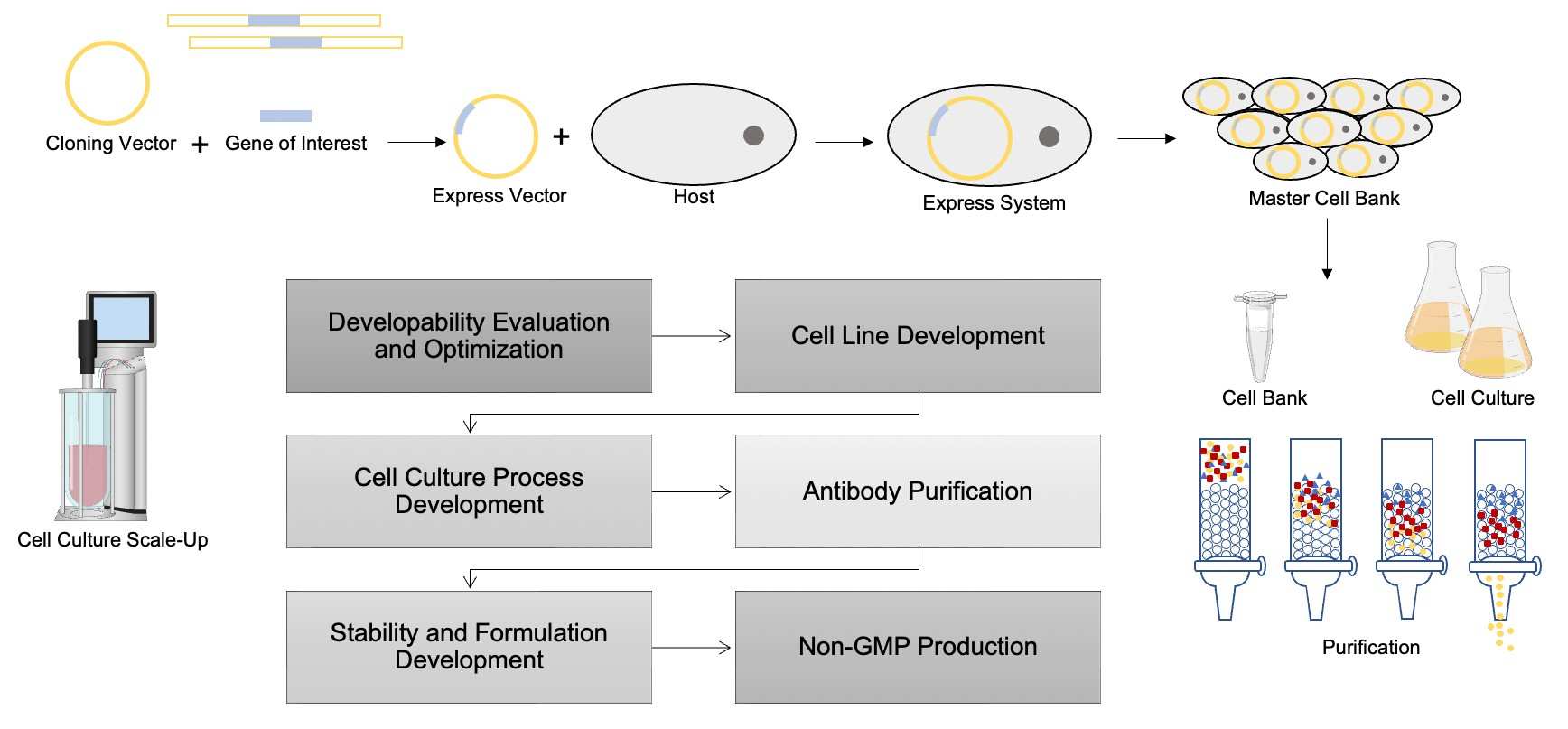 Antibody Production Workflow. (Creative Biolabs Original)