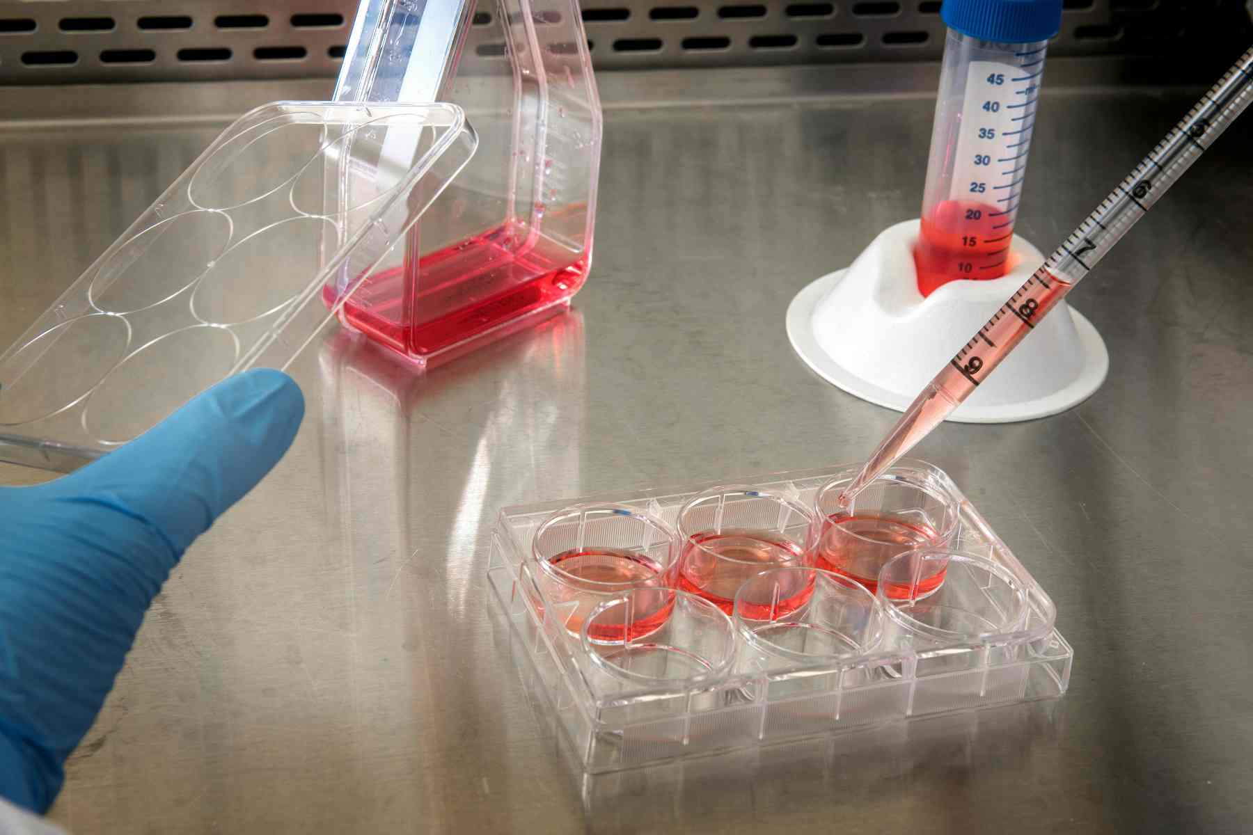 Laboratory scientist reviewing customized pet health in vitro model cultures