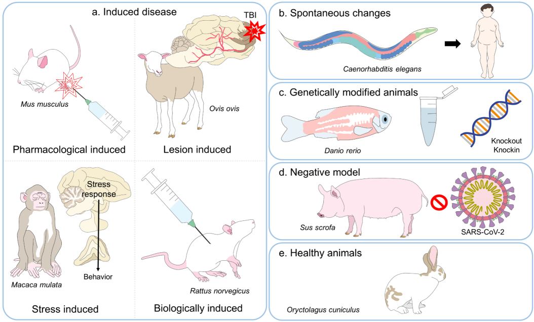  Animal models. (Domínguez-Oliva, et al., 2023) (OA Literature)