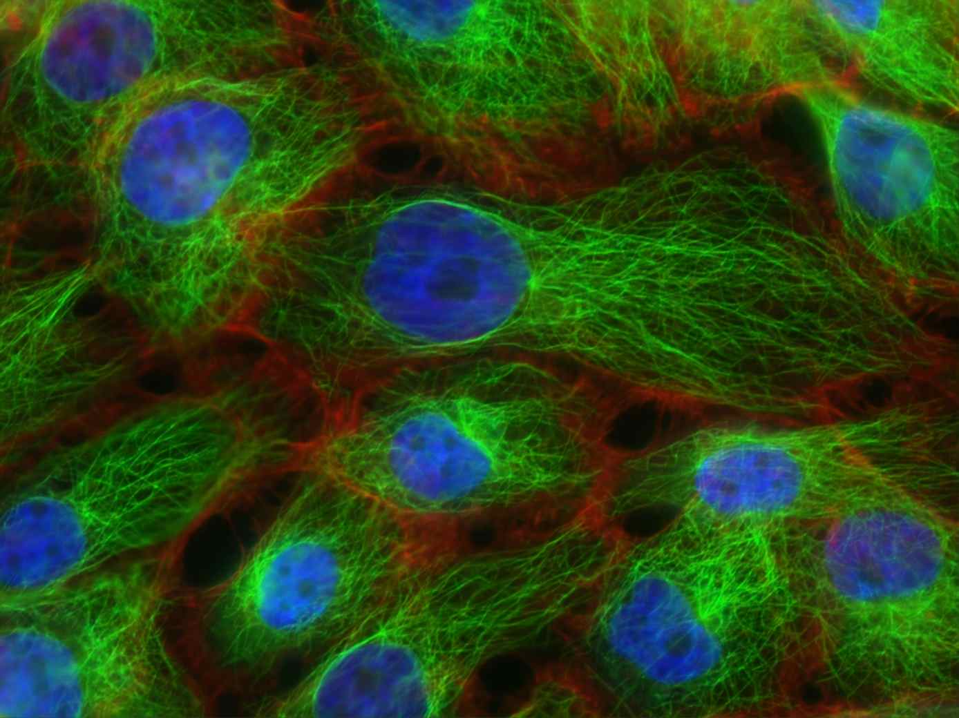 (Creative Biolabs Authorized) 