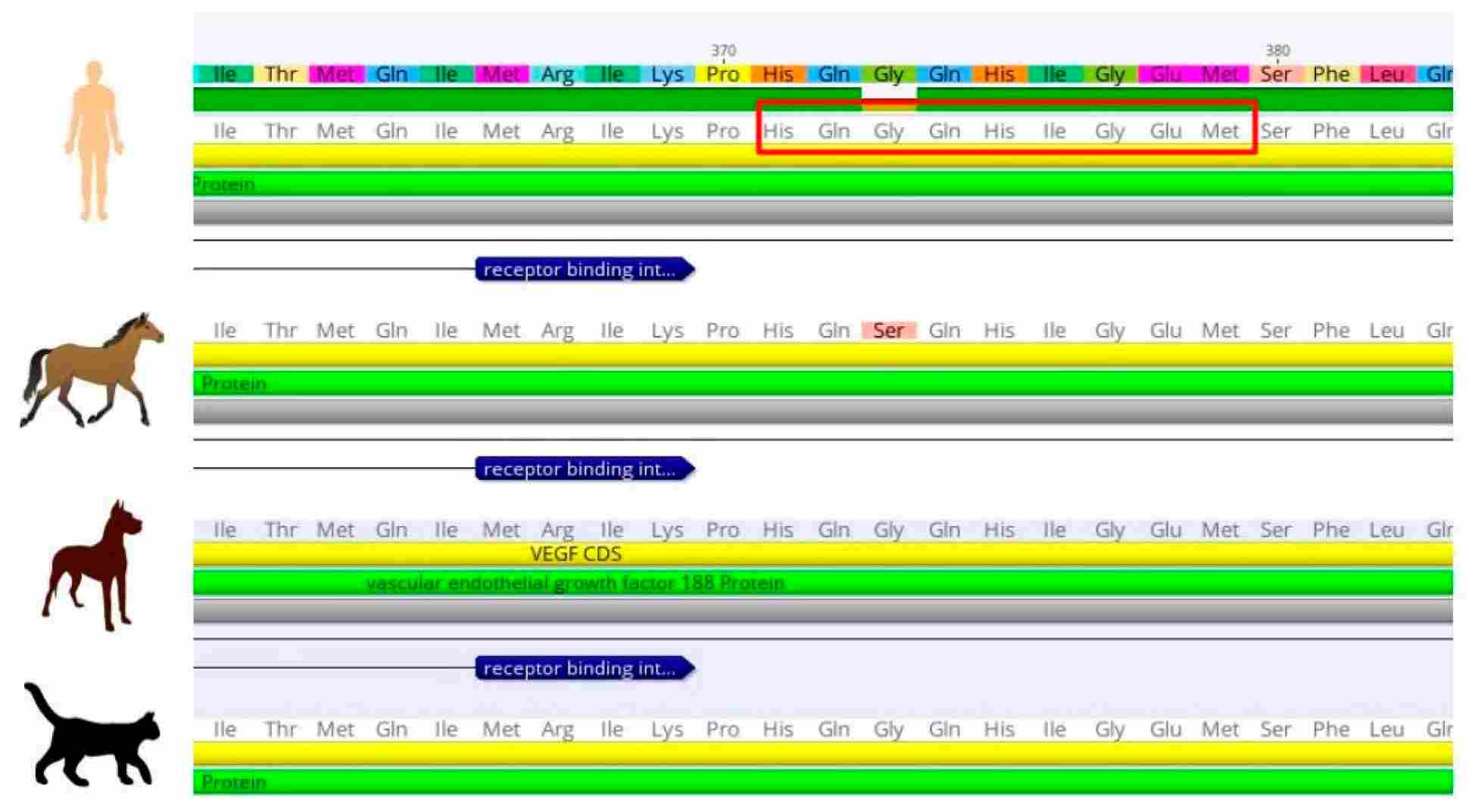 Sequences of VEGFs. (Cardama, et al., 2023) (OA Literature)
