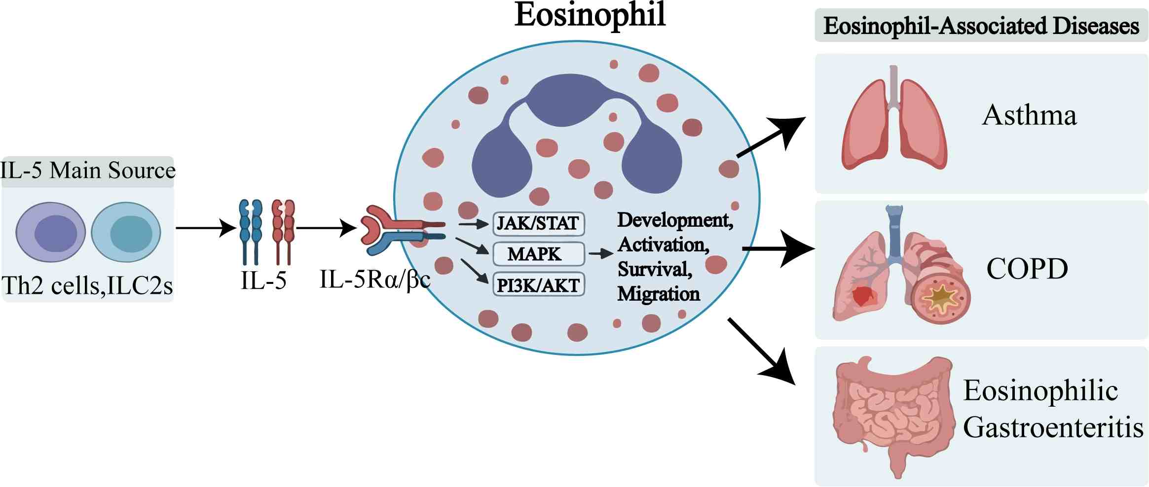 Role of the IL-5 axis. (Ou, et al., 2026) (OA Literature)