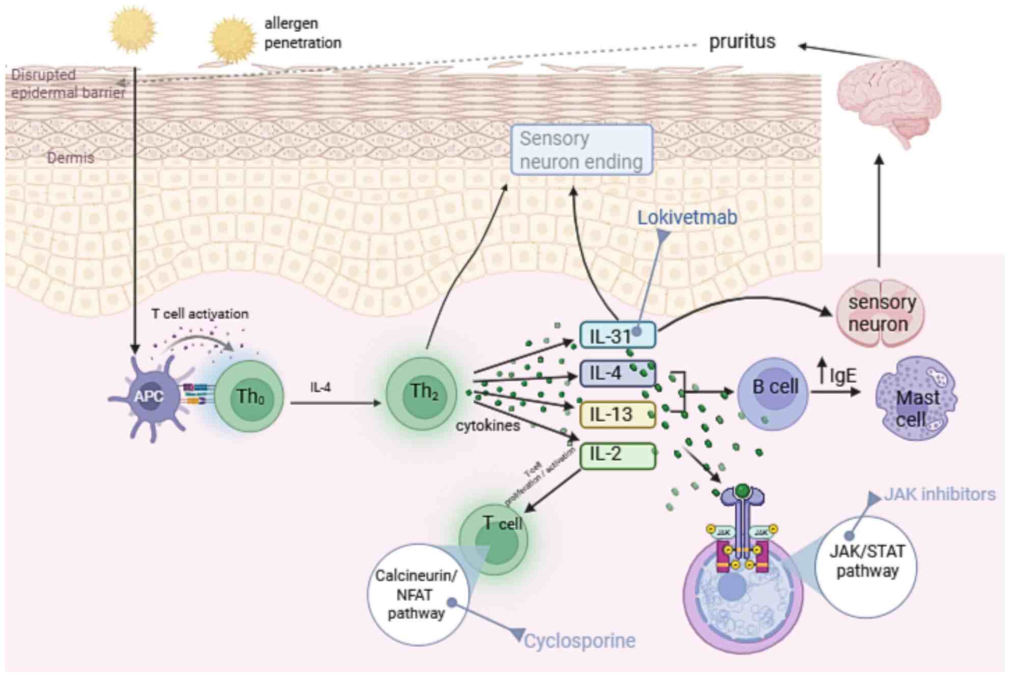 IL-4 signaling pathway of canine atopic dermatitis. (Wichtowska, et al., 2025) (OA Literature)