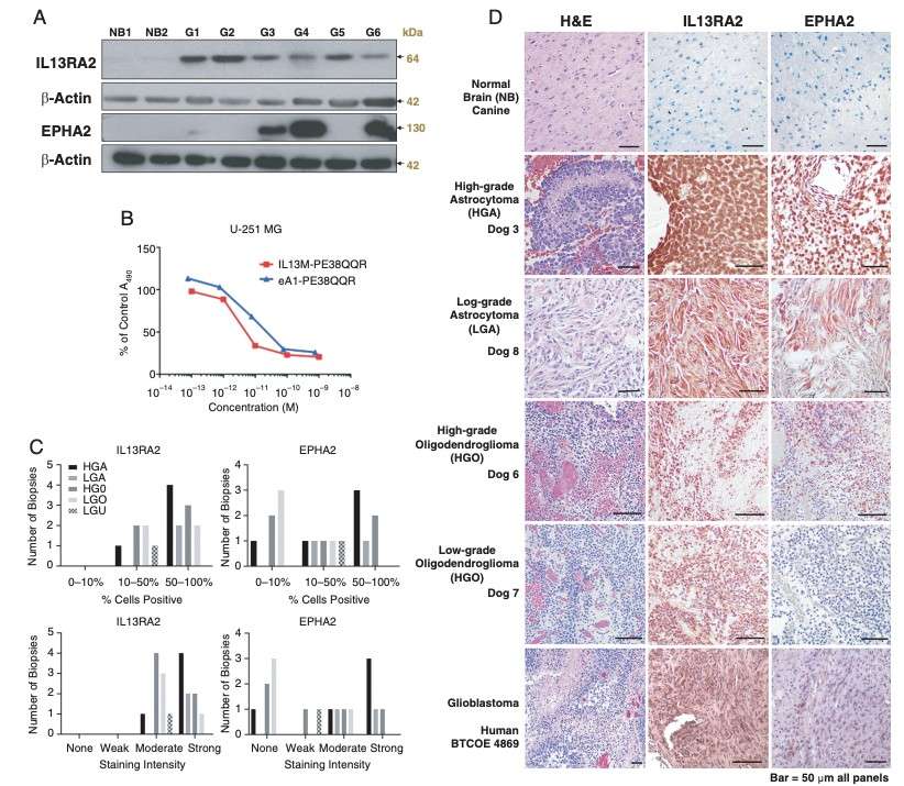 Canine IL13RA2 and EPHA2 assays in the trial. (Rossmeisl, et al., 2021) (OA Literature)