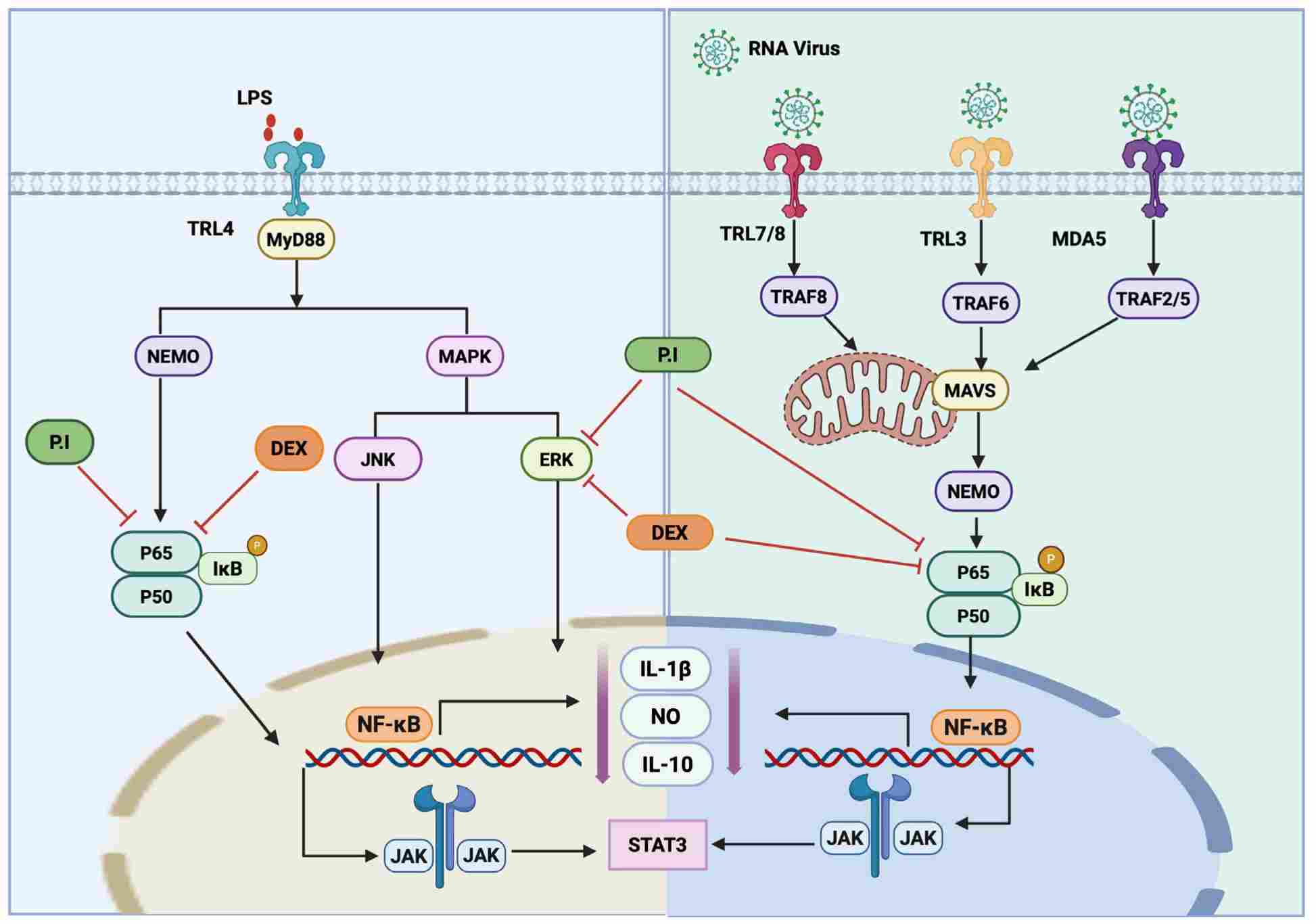 Modulation of LPS- and virus-induced inflammatory pathways. (Hlaoperm, et al., 2021) (OA Literature)