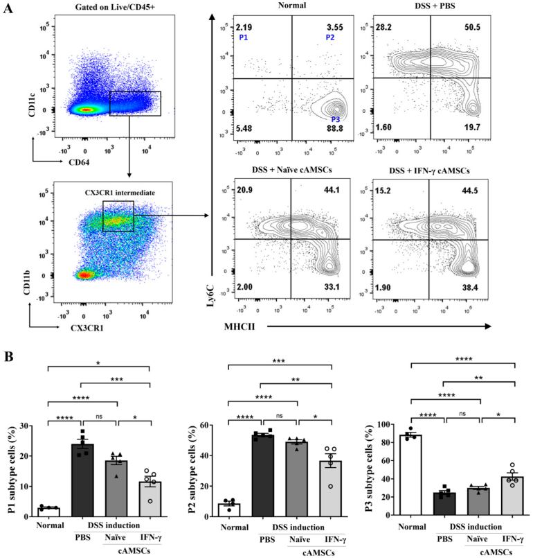 Inhibition of accumulation of macrophages by administering IFN-γ primed cAMSCs. (Jo, et al., 2024) (OA Literature)