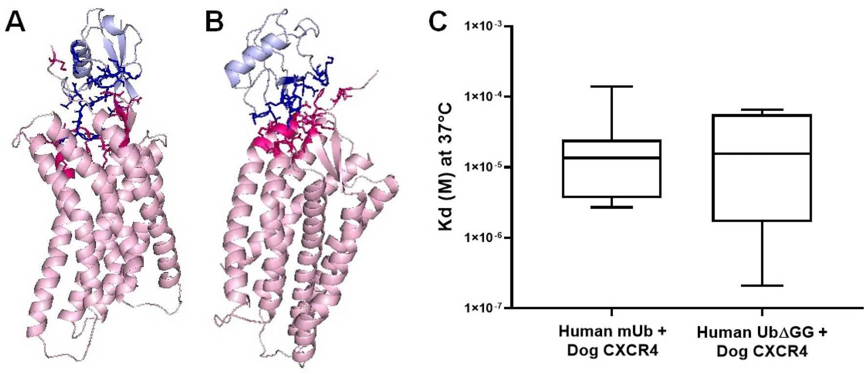 In silico analysis of binding of dog CXCR4. (Muñoz , et al., 2021) (OA Literature)